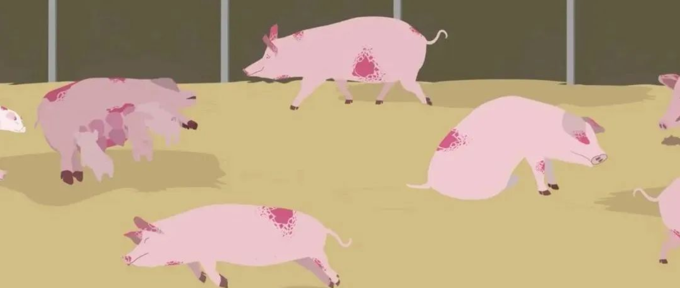 天隆方案为非洲猪瘟疫病防控贡献科技力量